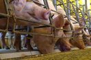RS registra aumento na exportação de carne suína. Em Camargo, no norte do Estado, onde a economia gira em torno da suinocultura, produtores estão otimistas.<!-- NICAID(15371591) -->