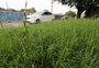 Secretaria de Gestão Urbana de Caxias começa a atuar segunda com desafio de melhorar aspecto da cidade
