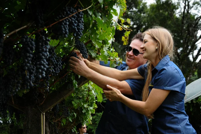 Vinícola Soliman / Divulgação