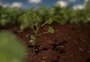 “Com exceção do RS”: a frase usada na Agrishow que evidencia a distância entre a realidade do agro gaúcho e nacional