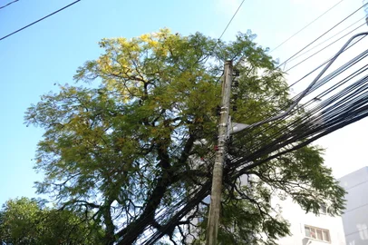 CAXIAS DO SUL, RS, BRASIL, 20/07/2024. Parceria entre prefeitura de Caxias e RGE substituirá árvores que interferem na rede elétrica. Com a iniciativa, a concessionária plantará cerca de mil mudas em locais a serem definidos pela Secretaria do Meio Ambiente. Projeto deve começar entre julho e agosto. Na foto, flagrante de árvores e fios de energia. (Porthus Junoir/Agência RBS)<!-- NICAID(15819080) -->