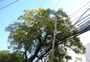 Podas junto à rede elétrica em Caxias estão suspensas até a realização de audiência pública; veja destaques da política