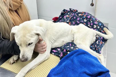 Cachorra morre após ser vítima de maus-tratos no bairro Pio X, em Caxias<!-- NICAID(15777922) -->