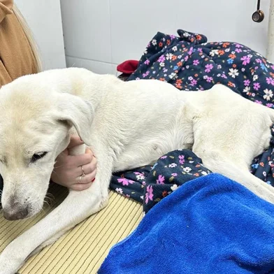Cachorra morre após ser vítima de maus-tratos no bairro Pio X, em Caxias<!-- NICAID(15777922) -->