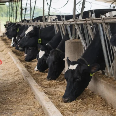 Calor intenso e pouca chuva provocam queda na produção de leite no norte do RS<!-- NICAID(16227757) -->
