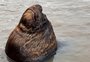 VÍDEO: Chico, o leão-marinho de Rio Grande, viraliza na internet ao interagir com cães 