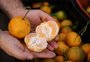 Safra "excepcional" faz preço da bergamota despencar; veja os tipos da fruta