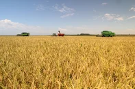 SÃO BORJA, RS, BRASIL - 10-02-2017 - Colheita do arroz na Capiati Agropecuária, Vila Nhu-Porã, São Borja. Proprietários: Adalberto Pereira Alvarez e seus filhos Fernando Fabbrin Alvarez e Bernardo Fabbrin Alvarez. (FOTO: Claudio Gottfried, Especial)Indexador: GOTT 55 34313030<!-- NICAID(12727405) -->