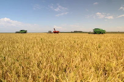 SÃO BORJA, RS, BRASIL - 10-02-2017 - Colheita do arroz na Capiati Agropecuária, Vila Nhu-Porã, São Borja. Proprietários: Adalberto Pereira Alvarez e seus filhos Fernando Fabbrin Alvarez e Bernardo Fabbrin Alvarez. (FOTO: Claudio Gottfried, Especial)Indexador: GOTT 55 34313030<!-- NICAID(12727405) -->
