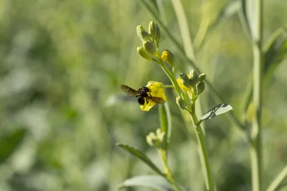 Abelhas aumentam produtividade da carinata, planta que é aposta para produção de SAF em curto e médio prazo<!-- NICAID(16262359) -->