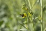 Abelhas fazem produtividade "voar" em lavouras de carinata no RS