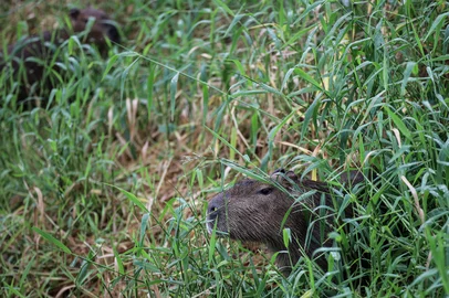 Capivaras se tornam animais rotineiros na cidade. Em Porto Alegre, na Av Ipiranga, uma família da espécie vive às margens do Arroio Dilúvio.Indexador: DF<!-- NICAID(16047236) -->
