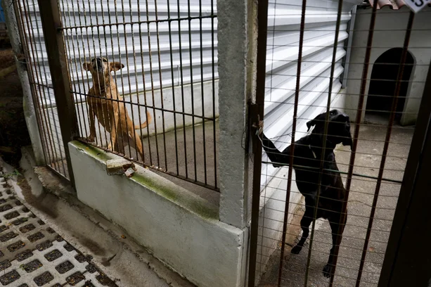 Camila Hermes / Agencia RBS image