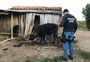 Polícia Civil define mudanças na estrutura que investiga roubo de gado no RS