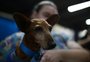 Após água baixar, abrigos de animais alertam para escassez de materiais, ração e voluntários; saiba como ajudar