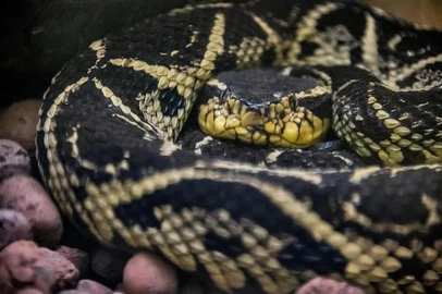 JararacuÃ§u (bothrops jararacussu) _ JararacussuJararacuÃ§u (bothrops jararacussu) fotografado em Santa Teresa, na regiÃ£o serrana do EspÃ­rito Santo -  Sudeste do Brasil. Bioma Mata AtlÃ¢ntica. Registro feito em 2018. Animal em cativeiro.â â ENGLISH: Jararacussu photographed in Santa Teresa, in EspÃ­rito Santo - Southeast of Brazil. Atlantic Forest Biome. Picture made in 2018. Captive animal.Local: Santa TeresaIndexador: Leonardo MerÃ§onFonte: 341830213Fotógrafo: Fotografo de Natureza e Conserva<!-- NICAID(15989255) -->