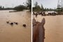 Cães de pastoreio ajudam a salvar cavalos de enchente em Campo Bom. Foto: Adriel Amado  / Arquivo Pessoal<!-- NICAID(15764640) -->