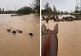 VÍDEO: cães de pastoreio ajudam a salvar cavalos de enchente em Campo Bom