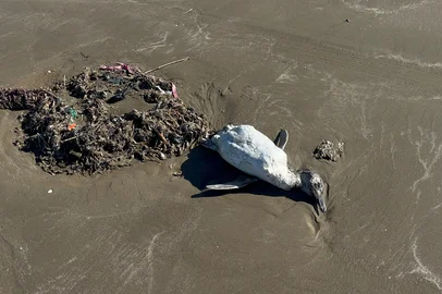 Seis pinguins foram encontrados mortos nas proximidades dos Molhes da Barra, na Praia do Cassino. As aves são da espécie pinguim-de-Magalhães, comum na costa gaúcha nesta época do ano. Os animais foram encontrados no final da tarde de quinta-feira (14).<!-- NICAID(16102478) -->