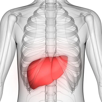 Human Body Organs Anatomy (Liver with nervous system)Fonte: 184143028<!-- NICAID(15091714) -->