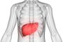 Human Body Organs Anatomy (Liver with nervous system)Fonte: 184143028<!-- NICAID(15091714) -->
