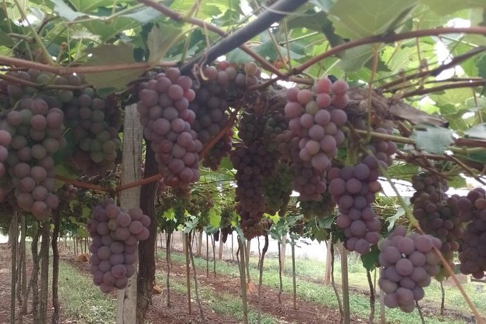 Emater/RS / Divulgação