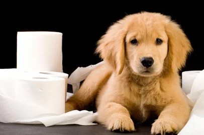 cão, cachorro, papel higiênico, xixi, comportamento, pet, urina<!-- NICAID(11417904) -->