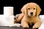 cão, cachorro, papel higiênico, xixi, comportamento, pet, urina<!-- NICAID(11417904) -->