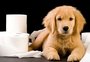 Seis itens para ensinar o cachorro a fazer xixi no lugar certo