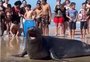 Elefante-marinho vira atração para banhistas na praia de Salinas, em Cidreira