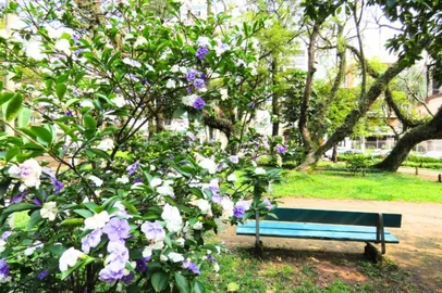 A primavera começa na próxima segunda-feira (22) e, com a nova estação, Porto Alegre começa a ganhar novas cores nas ruas. Entre as espécies que florescem nesse período, uma em especial chama a atenção pelo detalhe curioso: suas flores mudam de cor ao longo dos dias.<!-- NICAID(16128307) -->