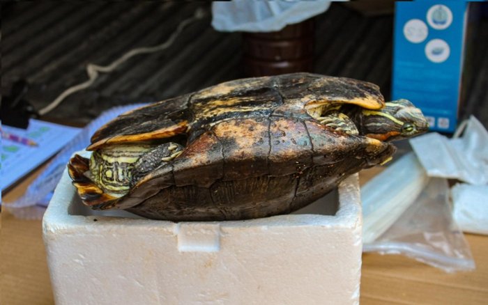 Soraya Ribeiro / Divulgação Prefeitura de Porto Alegre