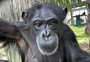 VÍDEO: chimpanzé que ficou 28 anos confinada vê o céu pela primeira vez