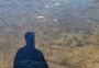 Moradores de Viamão denunciam mortandade de peixes em lagoa de Águas Claras