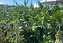 Por que nova onda de calor amplia a preocupação com a safra no RS