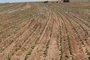 Chuvas atrasaram plantios de soja e arroz em cerca de 30% na Região Central<!-- NICAID(15613043) -->