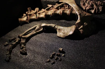 Fósseis de Unaysaurus com o indivíduo juvenil em destaque no centro da imagem (por Rodrigo Temp Müller)<!-- NICAID(15487519) -->