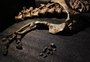 Fóssil de dinossauro é descoberto por pesquisadores da UFSM após 25 anos de escavações