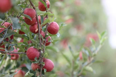 Abertur oficial da colheita da maçã no RS<!-- NICAID(16221149) -->