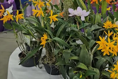 Exposição Internacional de Orquídeas de Caxias do Sul<!-- NICAID(16365190) -->