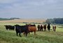 A primeira fazenda do RS a receber o selo da carne angus de sustentabilidade