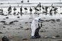 An employee of the Agricultural and Livestock Service (SAG) removes a dead cormorant (Guanay Cormorant) from Changa Beach in Coquimbo, Chile on May 29, 2023. Avian influenza is affecting 53 species across Chile, including pelicans, seagulls, and Humboldt penguins, whose population has decreased by 10%. In 2023 alone, the National Fisheries and Aquaculture Service (Sernapesca) has detected 8,140 deaths, almost double the total number of deaths in the last 14 years combined (4,392). The H5N1 virus arrived in Latin America in October 2022 through migratory birds and has spread throughout the continent. A dozen countries have already reported positive cases of the disease. (Photo by MARTIN BERNETTI / AFP) / The erroneous mention appearing in the metadata of this photo by MARTIN BERNETTI has been modified in AFP systems in the following manner: [An employee of the Agricultural and Livestock Service (SAG) removes a dead cormorant (Guanay Cormorant) from Changa Beach] instead of [An employee of the Agricultural and Livestock Service (SAG) removes a dead cormorant (Guanay Cormorant) affected by the avian flu at Changa Beach]. Please immediately remove the erroneous mention from all your online services and delete it from your servers. If you have been authorized by AFP to distribute it to third parties, please ensure that the same actions are carried out by them. Failure to promptly comply with these instructions will entail liability on your part for any continued or post notification usage. Therefore we thank you very much for all your attention and prompt action. We are sorry for the inconvenience this notification may cause and remain at your disposal for any further information you may require.<!-- NICAID(15446578) -->