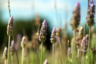 Lavanda é Bem+ Agro. Plantação em Morro Reuter<!-- NICAID(16288461) -->