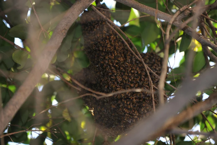 Mauro Vieira / Agencia RBS