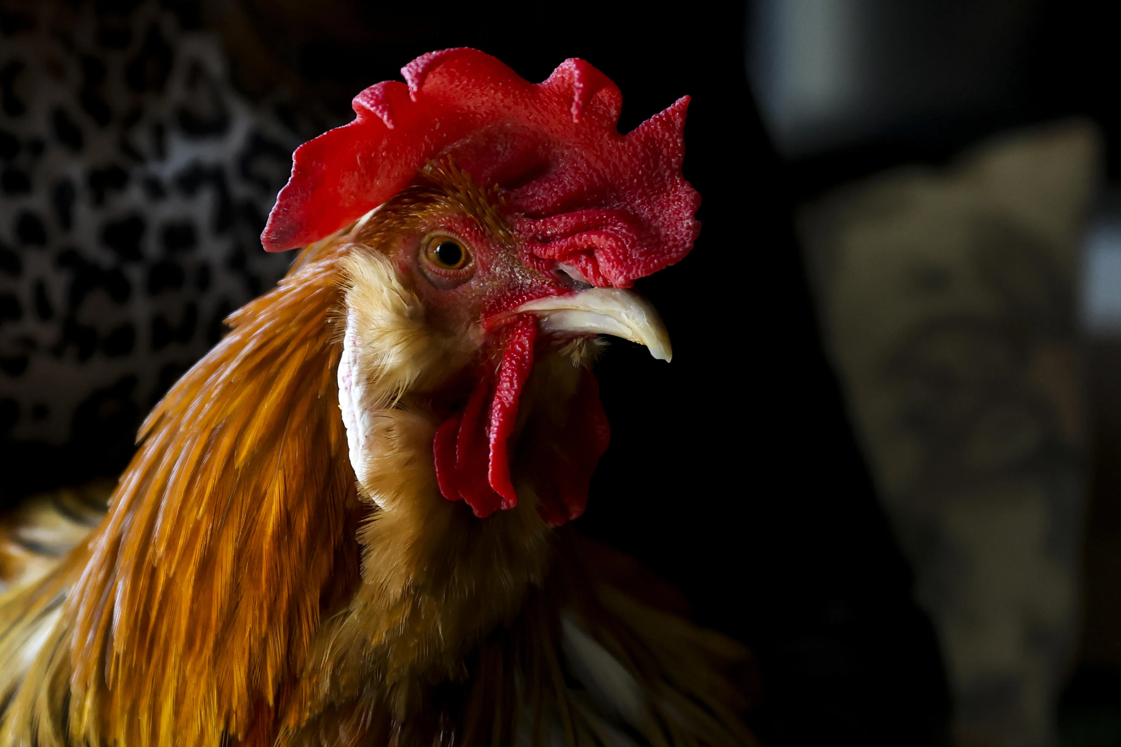 Camila Hermes/Agencia RBS