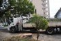 CAXIAS DO SUL, RS, BRASIL (07/06/2021)Corte de árvore na rua Garibail. (Antonio Valiente/Agência RBS)<!-- NICAID(14802465) -->