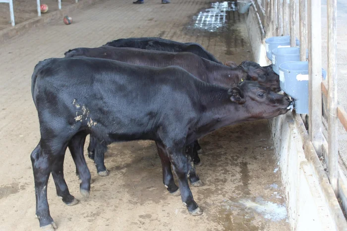 Rubens Neiva / Embrapa,Divulgação Rubens Neiva / Embrapa,Divulgação