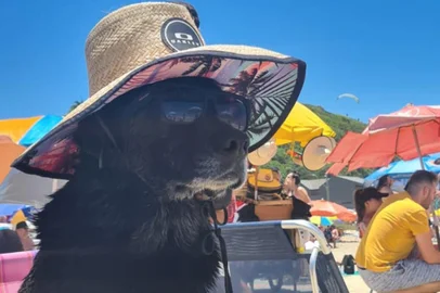 Cachorra que se transformou no primeiro meme de 2022 é de São Marcos<!-- NICAID(14981962) -->