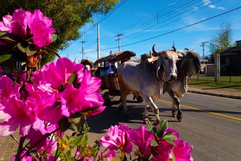 A Festa das Azaleias é o maior evento turístico e cultural promovido pela prefeitura de Araricá, município de pouco mais de 8,5 mil habitantes no Vale do Sinos. A 22ª edição do evento ocorre de 15 a 20 de agosto, no Largo das Azaleias<!-- NICAID(15496584) -->