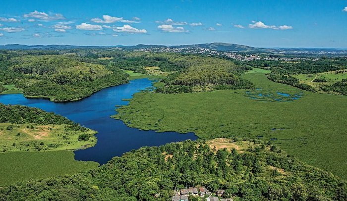 Para recuperar parque, prefeitura de Porto Alegre busca quem quer mais de 10 mil pinheiros